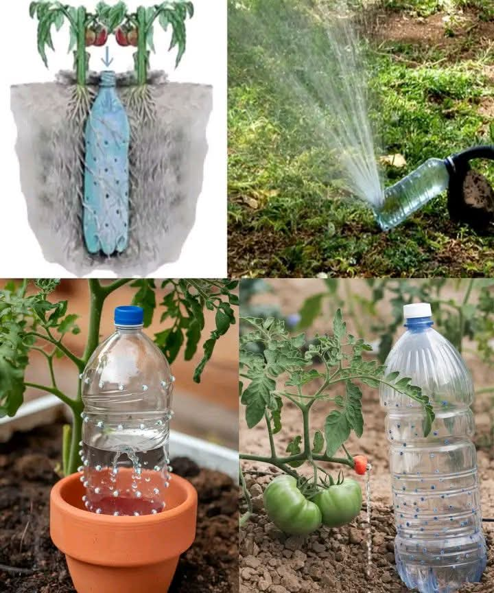 How to Make Automatic Irrigation for Tomato Plants: A Simple Solution with a Bottle Introduction Growing tomatoes at home is a rewarding experience